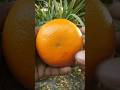 Orange Fruit Cutting Skills Ll New Design Cut Food Ll কমল ল ব ক ট Short Shorts Viral Fruit