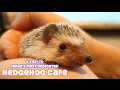 Japan&#39;s First Dedicated Hedgehog Cafe