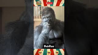 Monkey marriage 😁 | #funny #shortsfeed #shorts #monkey #comedy #dubbingdappa #tvk #animals