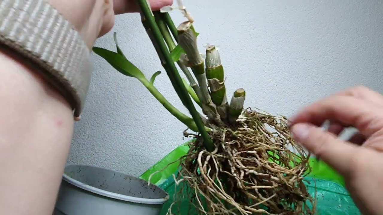 Rinvaso dendrobium nobile