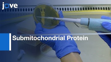 Submitochondrial Protein Localization Assessment in Budding Yeast | Protocol Preview
