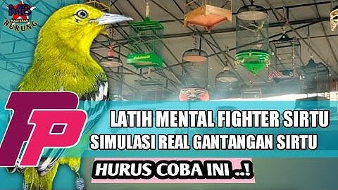 Simulasi Lomba Sirtu /Cipoh Untuk Terapi Melatih Mental Sirtu menjadi fighter sebelum tes gantangan