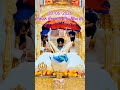HUKAMNAMA SAHIB (20-05-2026) GURDWARA DHAN DHAN AMAR SHAHEED BABA DEEP SINGH JI SRI AMRITSAR SAHIB