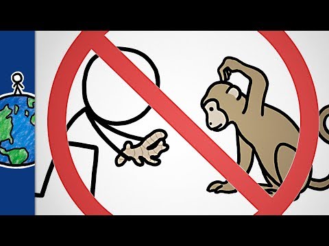 why-you-shouldn't-give-ginger-to-monkeys-(and-other-animal-sayings)