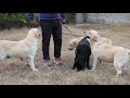 James Valley || Legend In Labrador Breeding  || Labrador || Boxer || Dog Show Training ||  SCOOBERS