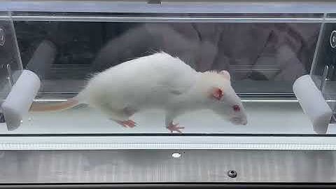 Gait performance of rat spinal cord injury at week-8