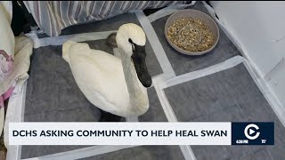 Dane County Humane Society seeks funds to rehabilitate swan with lead poisoning