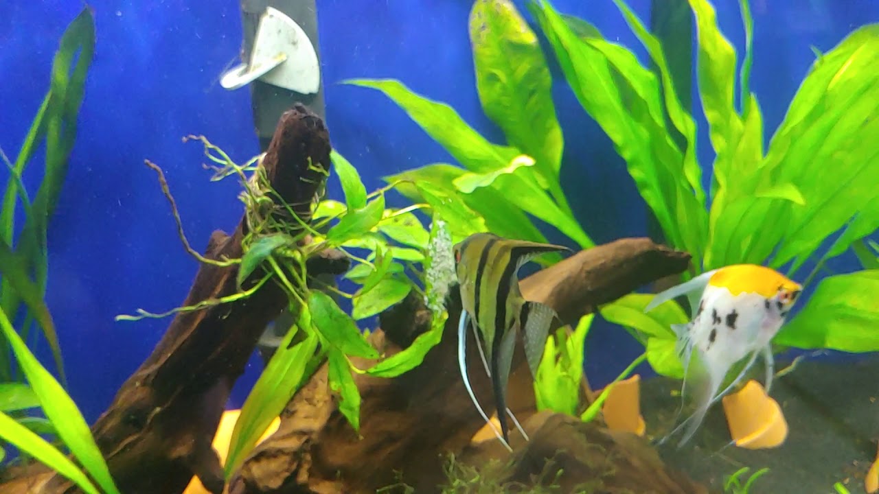 Angel wrigglers day#2