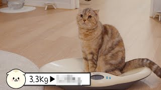 Did the Cats lose weight? Did I gain weight? by 수리노을SuriNoel 43,834 views 1 year ago 5 minutes, 45 seconds