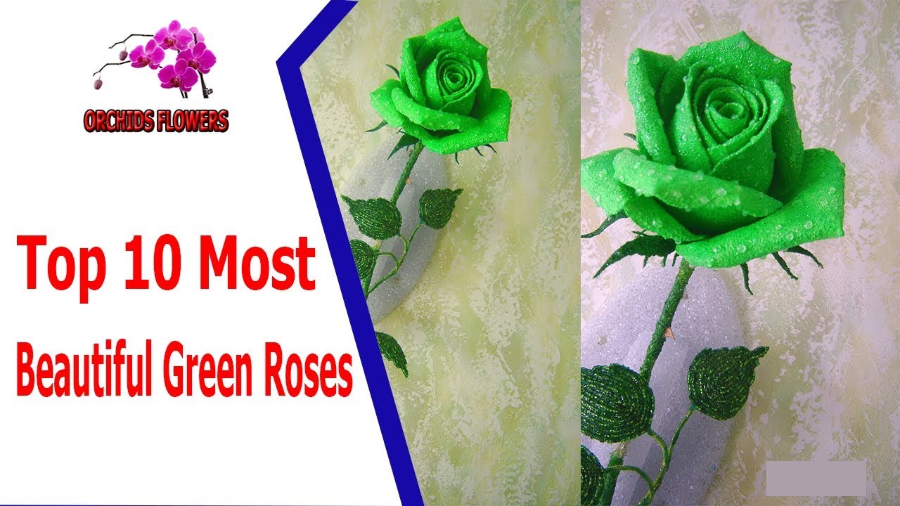 Top 10 Most Beautiful Green Roses