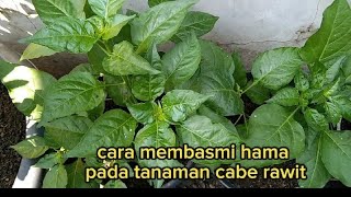 #cara membasmi hama pada tanaman cabe rawit#berkebun