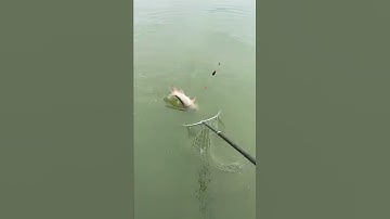 Câu lục Mồi câu cá trôi