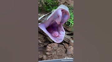 #eggs #sloth #animals #reptiles #python (4)