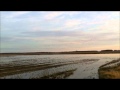 Duck Killers Inc - December 2, 2011 -   Duck and Goose Migration in St Francis County, NC Arkansas