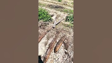 Cách trồng khoai mài thông minh không cần đào đất