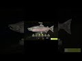 Русская рыбалка 4, трофейная Чавыча #рр4 #rr4 #russianfishing4 #русскаярыбалка4 #трофей #trophy