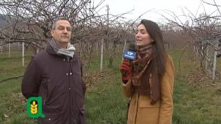 La frutticoltura nel Saluzzese e la nuova OP Fru-Italy