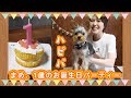 手作りわんこ用ケーキで、まめ１歳のお誕生日パーティー！！【kattyanneru】
