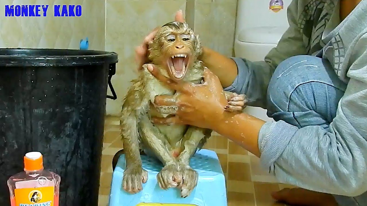 Cleaver Monkey | Monkey Kako Take Bath Routine | Baby Monkey Taking Bath