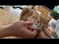 器用でかっこいいのに、どうしても可愛くなってしまう猫 A cat that is dexterous and cool, but inevitably cute.