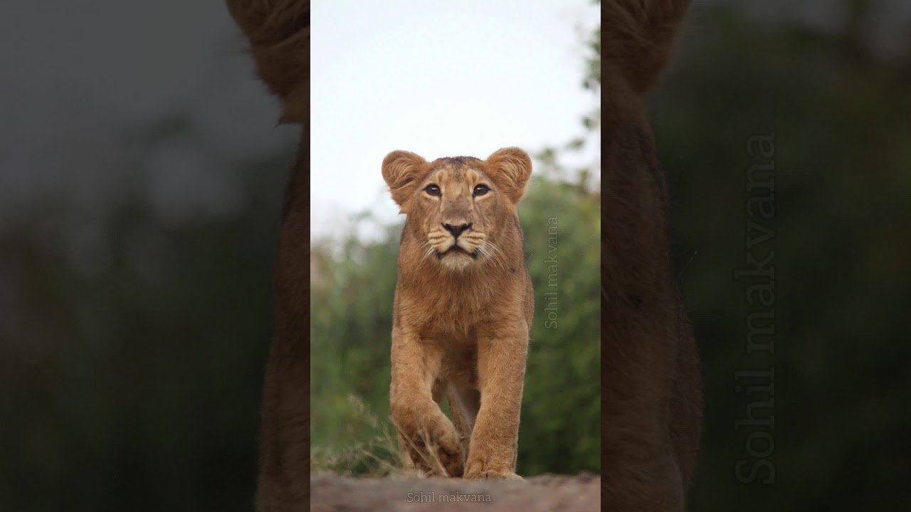 Lion cub | સિંહ બાળ |Gir safari  #girlionvideo #discovery #natgeowild #girnationalpark