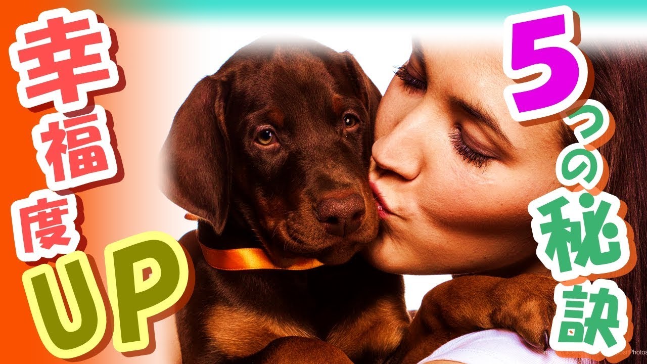 おすすめ 吠えない小型犬ランキング１０ 愛犬を選ぶ時に考えよう Youtube