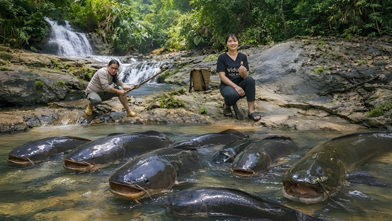 Going into the forest to catch stream fish by hand - Harvesting green pumpkins to sell, survival