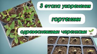 видео: Три этапа черенкования древовидной, метельчатой гортензии одревесневшими черенками!🌱🌱 Разбор ошибок. картинка: Три этапа черенкования древовидной, метельчатой гортензии одревесневшими черенками!🌱🌱 Разбор ошибок.