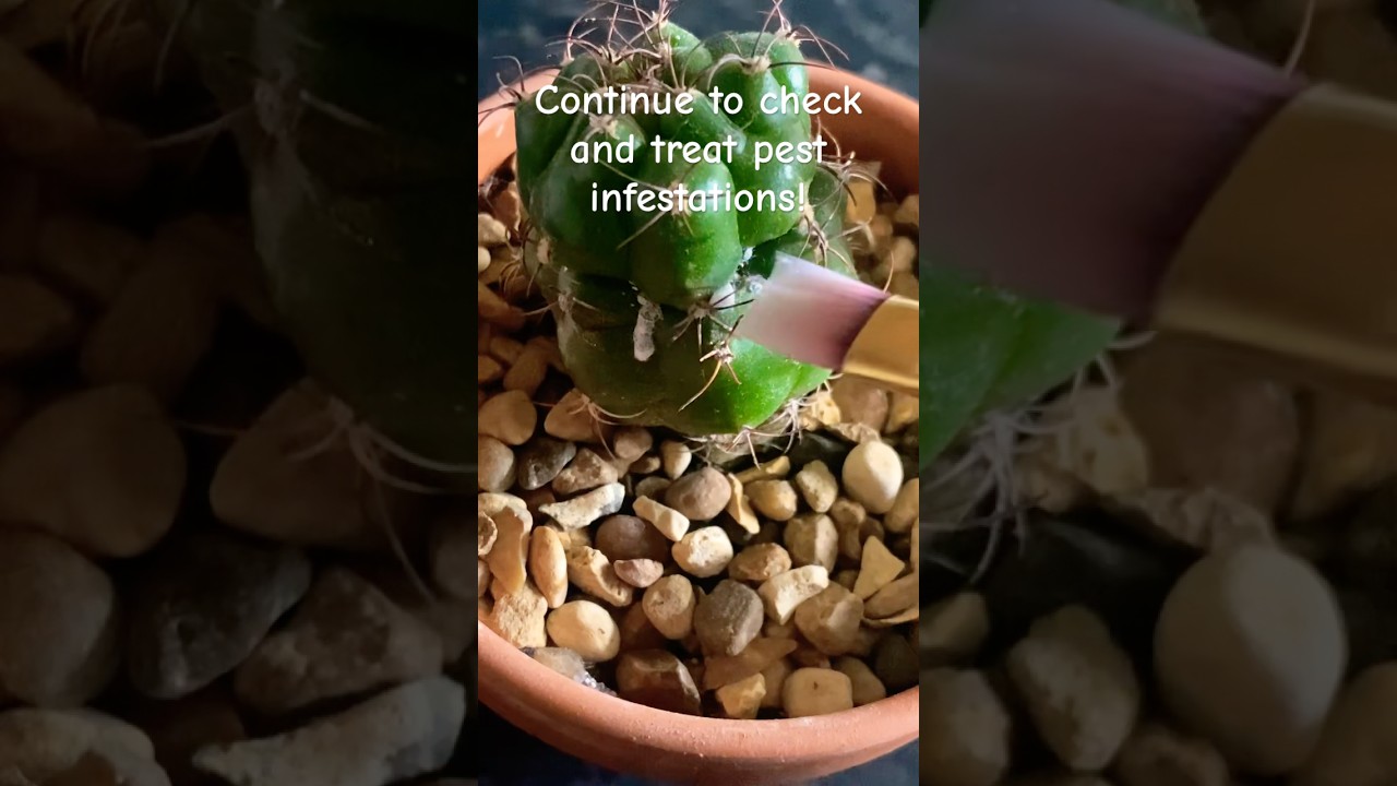 Check & treat pests! 