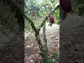 #agriculturaregenerativa #agro #campo #agriculturaregenerativa #organicos #cacao #frutales
