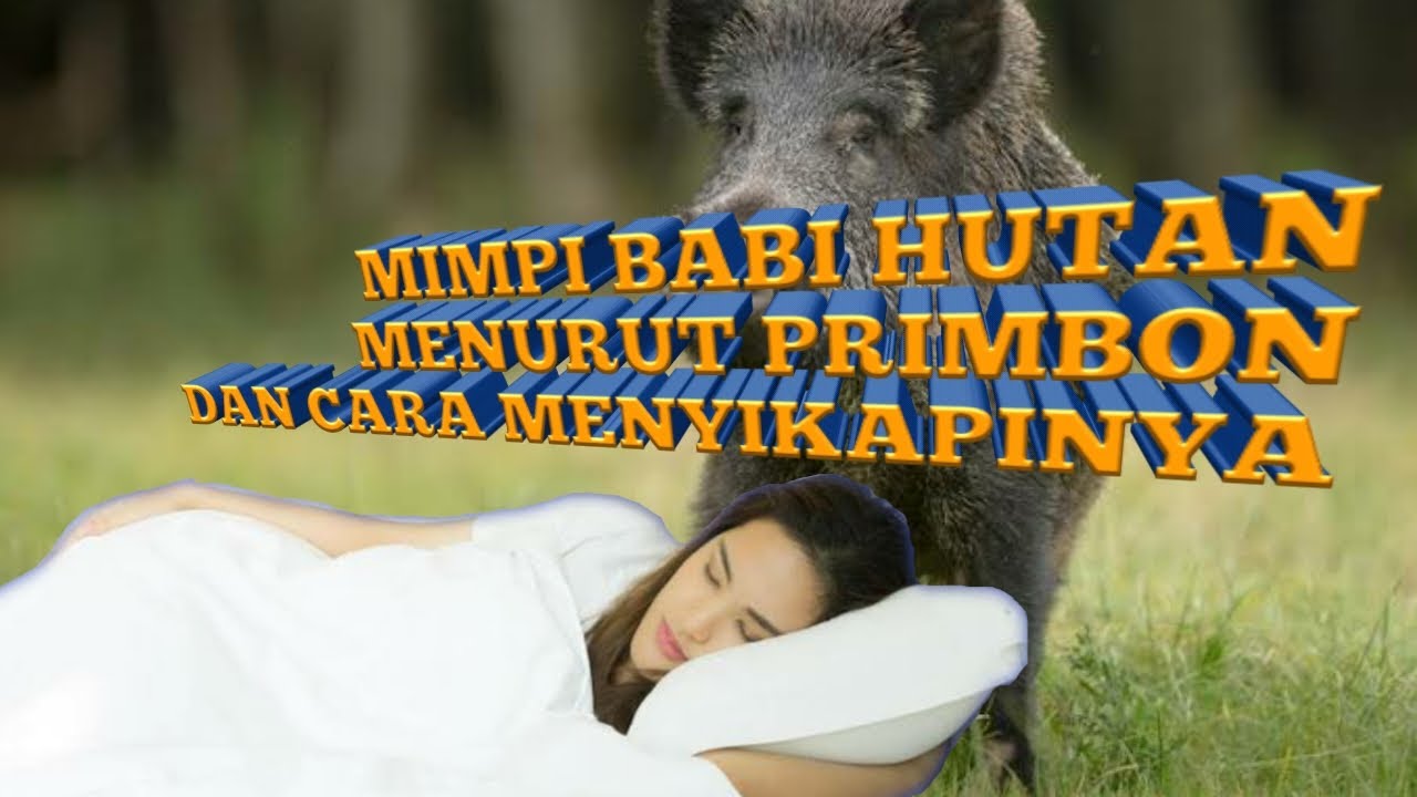 6+ Mimpi Menangkap Babi Hutan 2d