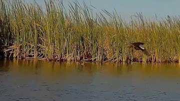 Duck Hunting Slow Motion HD,Duck Hunting