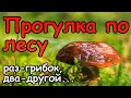 Прогулки по лесу. За грибами в лес