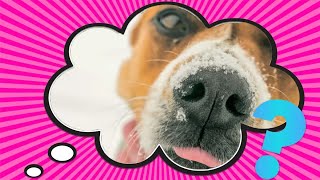 Why Do Dogs Have Whiskers?
