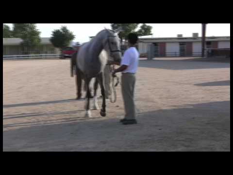 irish-draught-horse-breed-video