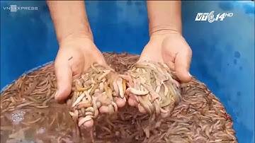 VTC14 | Mùa thu hoạch rươi  - Lộc trời của nông dân Hải Phòng