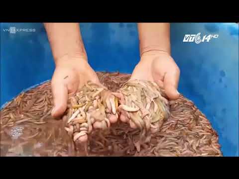 Video VTC14 | Mùa thu hoạch rươi - Lộc trời của nông dân Hải... - youtube