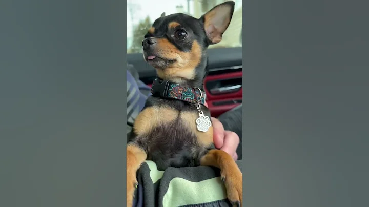 Most beautifull chichuahua on the world