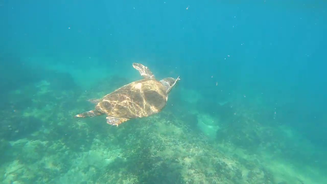 🐢❤🌊 הצב מיכלאנג׳לו עולה לנשום