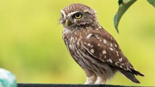 Finding the cutest owl of Korea l Little owl l (ENG CC)