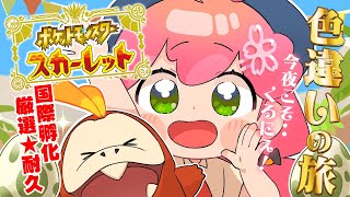 【 ポケモンSV 】８日目！そろそろくるでしょう、そうでしょう！ね！！！！～ ホゲータ色違いが欲しい旅 ～【ホロライブ/さくらみこ】