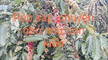 Phòng rệp sáp, hiệu quả cả năm👍👍MV Nhân Trí.