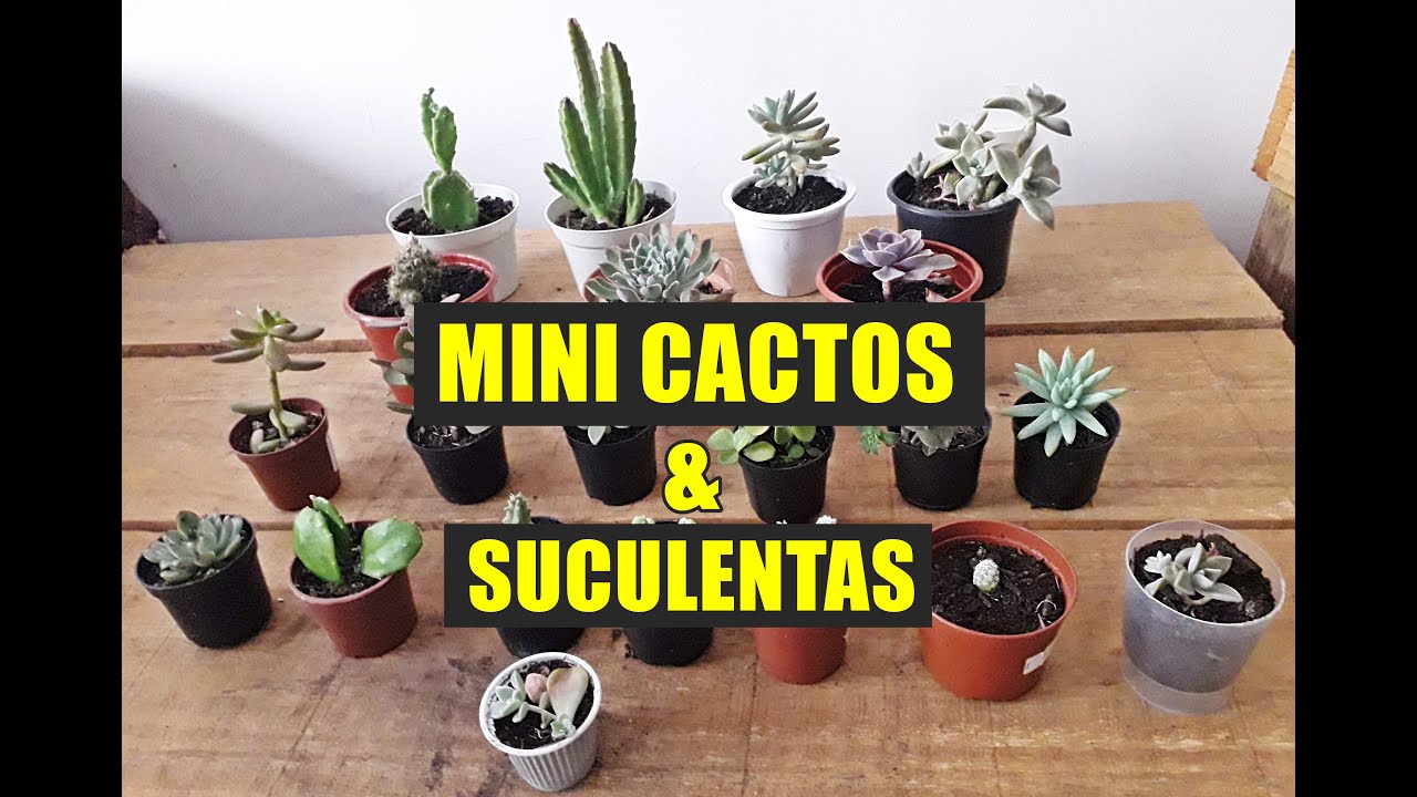 COMO CUIDAR DE MINI CACTOS E SUCULENTAS - thptnganamst.edu.vn