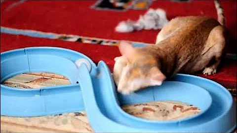 Video 10537361: siamese oriental kittens