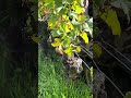 Gagnez du temps sur vos travaux d’entretien de la vigne grâce au RM60W 🍇