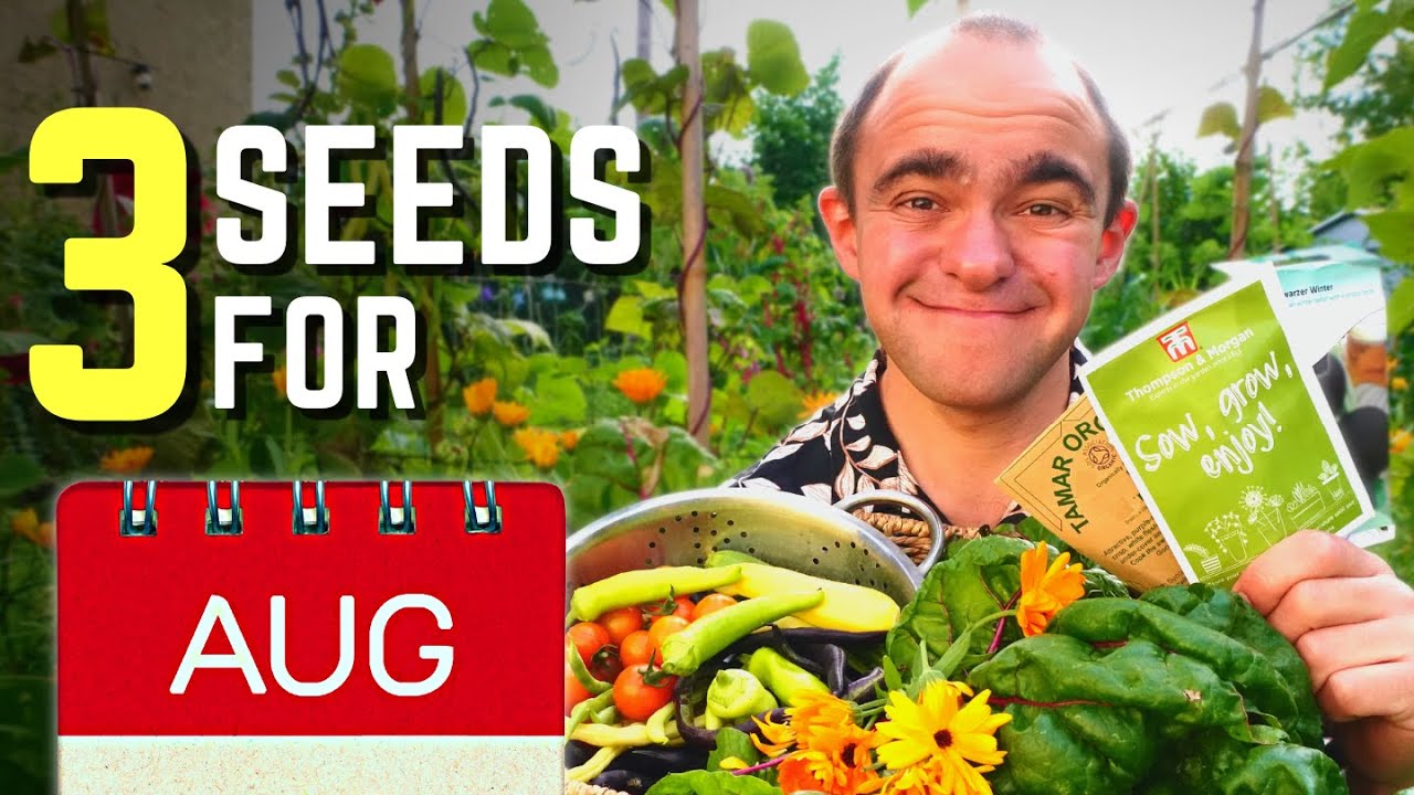 Top 3 Seeds To Sow In August | Vegetables To Grow In Your Allotment ...