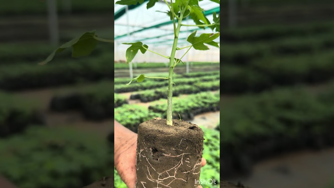 Farming lifestyle vlog 10 #nursery #agriculture #agriculturefarming #farming #farmer