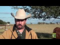 Resumen De Los Programas Realizados En Texas Sobre La Raza De Ganado Beefmaster