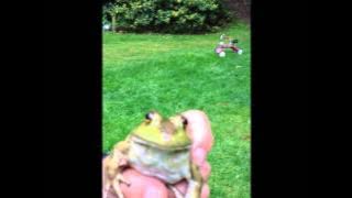 Talking Frog