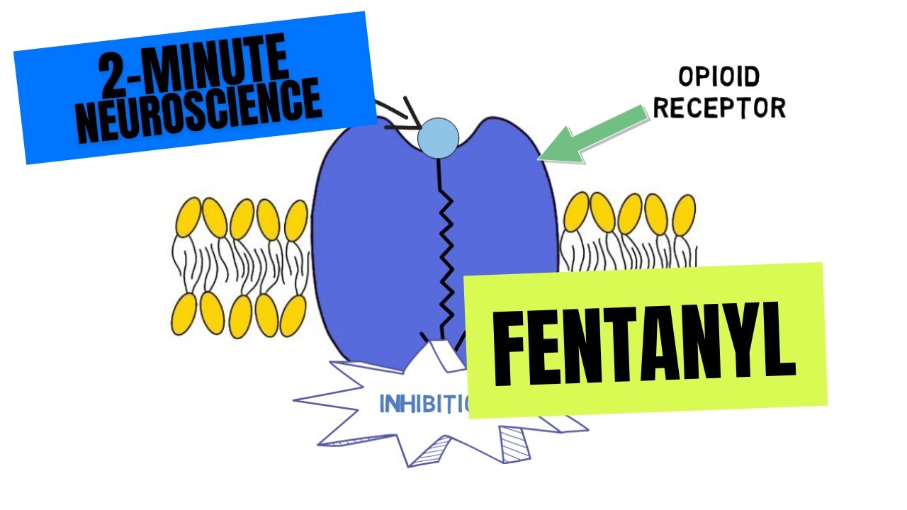 2-Minute Neuroscience: Fentanyl
